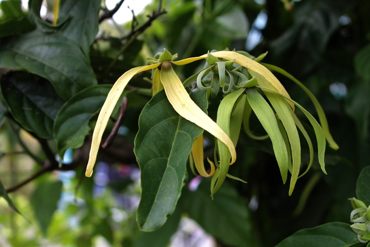 Ylang-ylang’s Fragrant Rhapsody